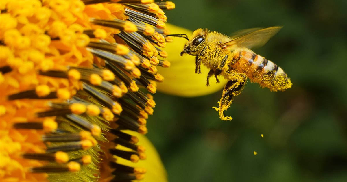 Baile de las Abejas