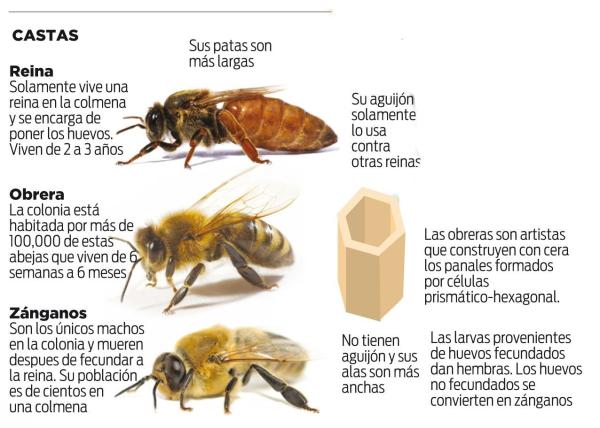 Roles en la Colmena
